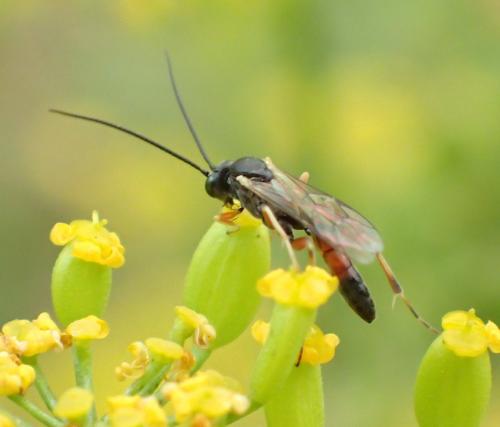 Réf. 267 748 : Campopleginae inconnu